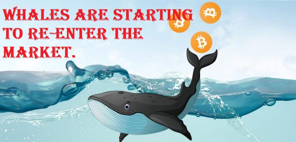 crypto-whale-returns-wallets-altcoins-when-to-exchange